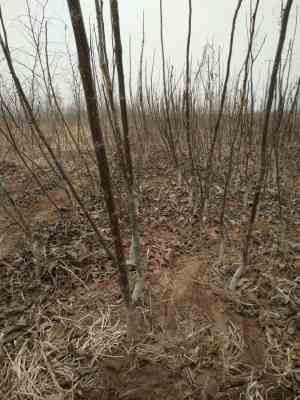 亳州嫁接核桃樹(shù)種苗 新聞a