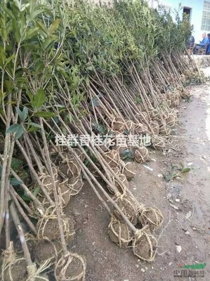 咸寧萬(wàn)桂桂花苗木種植專業(yè)合作社