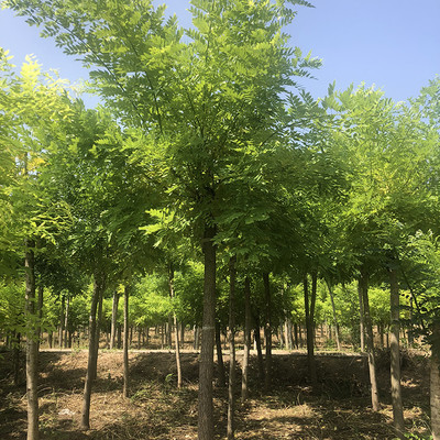 德承苗木 黃金槐 黃金槐種植 槐樹(shù) 園林綠化苗木種植 金枝槐 黃金槐 電話議價(jià)圖片_高清圖_細(xì)節(jié)圖