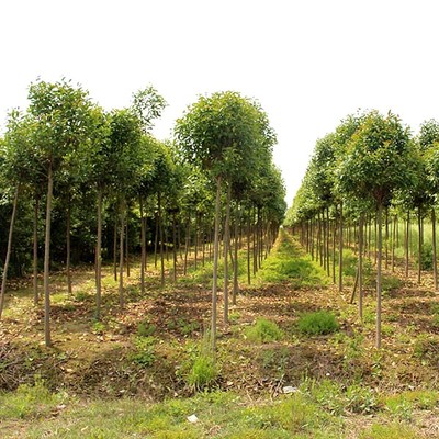 苗木人注意了,這才是苗木施肥的正確方法