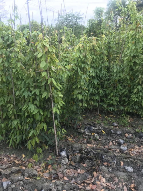 大量供應(yīng)油麻藤工程苗,油麻藤種植基地,油麻藤四季常綠