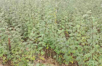 苗木積水有哪些方法可以解決?