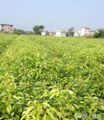 潛力苗木新品種龍腦樟樹(shù)苗種植前景