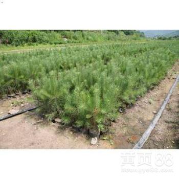 【赤峰營(yíng)養(yǎng)杯荒山造林苗木種苗批發(fā)】-