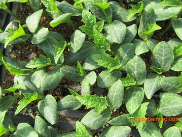 絲瓜種苗新品種