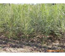 白榆苗木企業(yè)黃頁(yè)