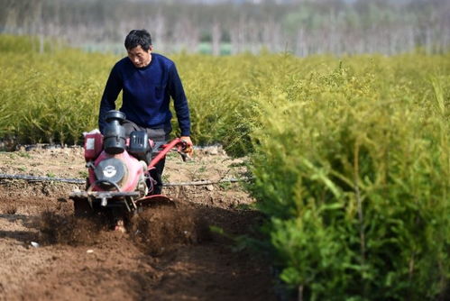 隴南徽縣 苗木栽植 綠色富民