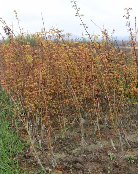 秋冬季節(jié)苗木種植優(yōu)勢(shì)及技術(shù)要點(diǎn)