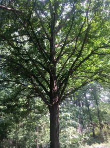 恭喜田濤銀杏種植農(nóng)民專業(yè)合作社入駐苗木通平臺(tái) 專做優(yōu)質(zhì)銀杏