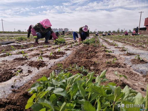甘州區城區裸露土地綠化苗木栽植工作接近尾聲