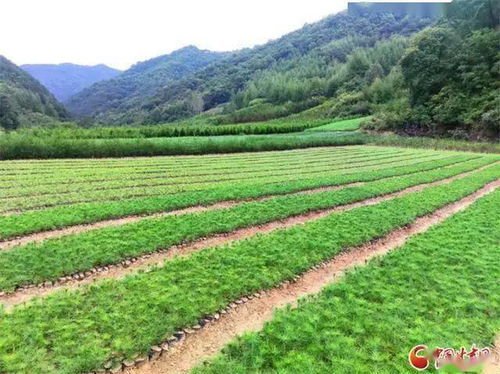徽縣,西北最大苗木基地 種植面積18萬畝 產值22億元