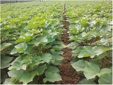 第4頁 產品展示 淮陽縣理想苗木種植基地