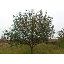 供應信息 邳州市石博苗木種植專業合作社