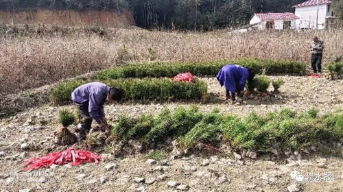 春季造林綠化 縣林業局嚴把苗木質量關