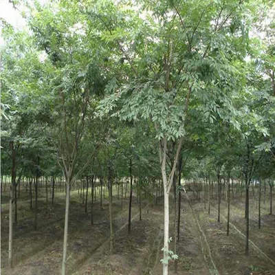 6公分櫸樹價錢-櫸樹市場價格-7公分櫸樹-金鼎苗木