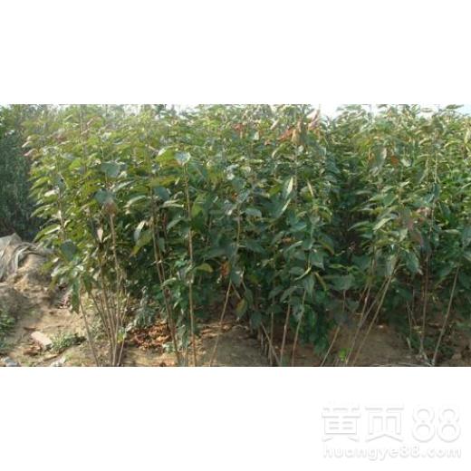【湖南哪里有櫻桃苗種植基地櫻桃苗木】- 
