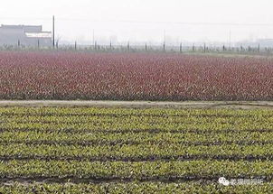 他本是生意紅火的店老板,卻做出了驚人的決定