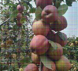 新聞 陜西渭南秋月梨樹苗種植基地 煜爍苗木