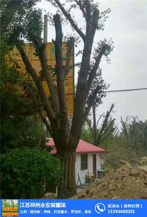 江蘇邳州永安苗圃場 杏樹,黃楊,紅花繼木,羅漢松,茶花