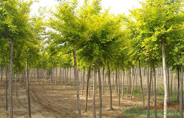 新栽的苗木死了大半,你一定做了這些!