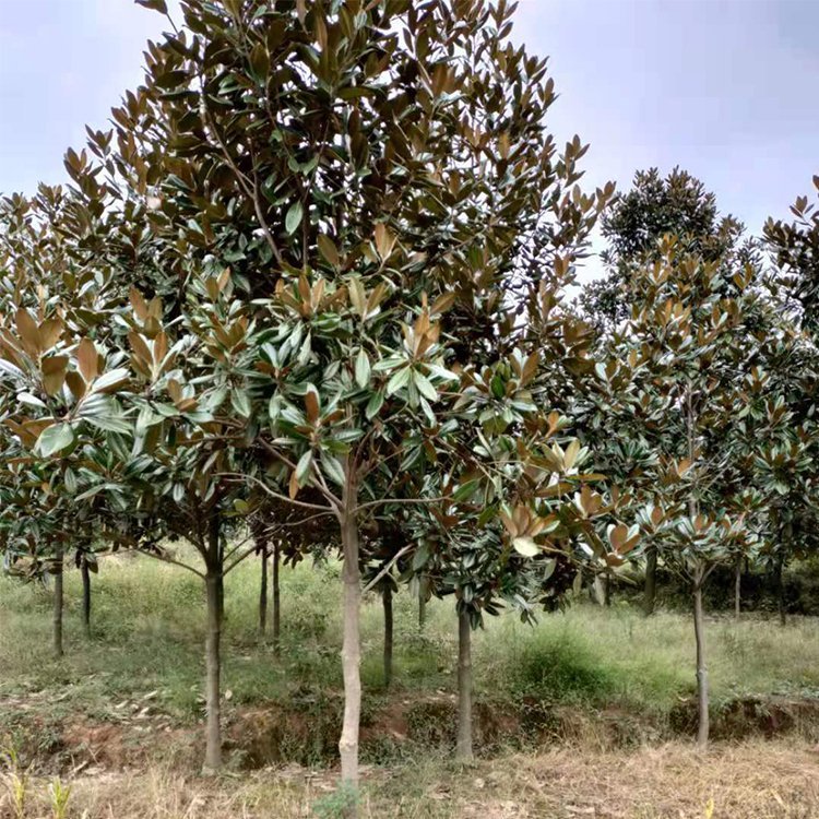 粗2公分左右!#苗木種植基地 #全國