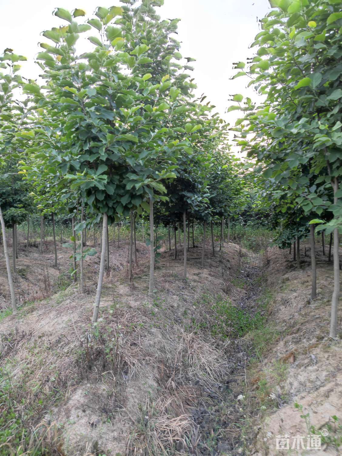 二喬玉蘭d12-15,分枝點:1米左右.#苗木種植基地 #現