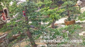 羅漢松苗木 半島苗木園藝綠化 各種規格羅漢松苗木