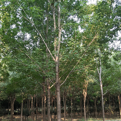 國槐苗圃基地 工程綠化國槐 國槐苗價格 大小規格齊全國槐圖片_高清圖_細節圖-濟寧市兗州區廷濤苗木種植專業合作社