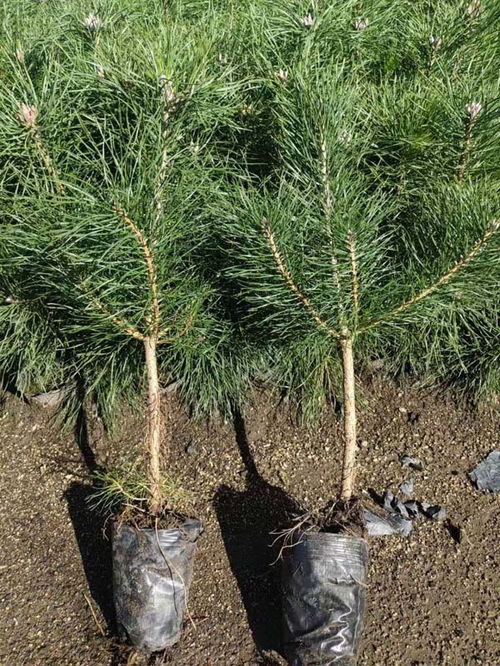 油松的價格及市場前景