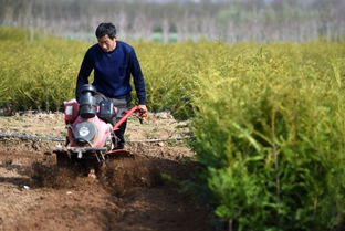 隴南徽縣 苗木栽植 綠色富民