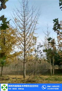 32公分銀杏樹價格 銀杏樹價格 雨羲苗木 查看 高清圖片 高清大圖