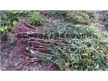 簡陽市洪森苗木種植專業(yè)合作社公司簡介簡陽市洪森苗木種植專業(yè)合作社