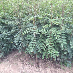 貴州省種植花椒苗 大紅袍花椒苗圖片和價格