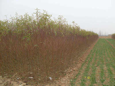 占地毛桃樹供應商 苗木