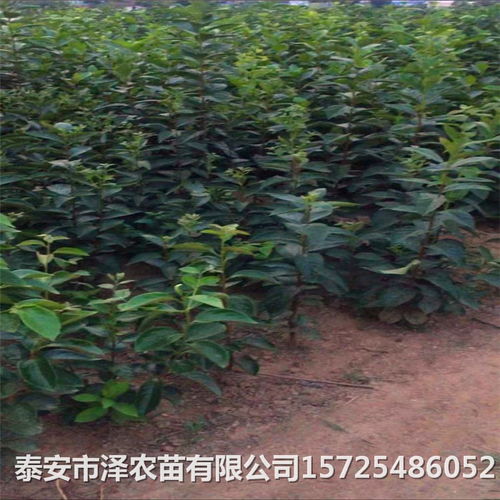梨樹苗價格 梨樹苗種植技術