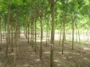 圖 盤錦20公分臭椿樹基地提供多種苗木 成都鮮花綠植