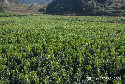 江西馬家柚苗基地