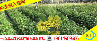 山西桂花苗木栽培 云虎農(nóng)業(yè) 易種植存活率高