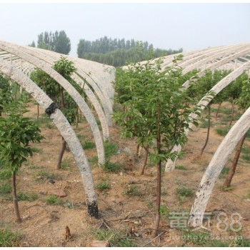 【矮化秋姬李子樹苗,秋姬李子樹苗適合進行盆栽栽培的品種】-