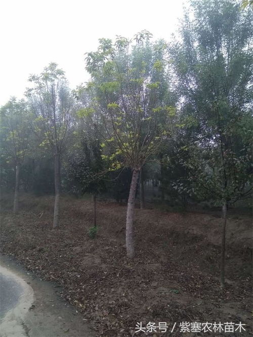 紫塞 三農苗木 山東惠民縣志強苗木種植告訴您栽樹的技巧