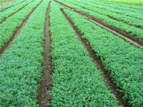 苗木栽培養護 精品苗木種子的貯藏方法 干燥法 濕藏法