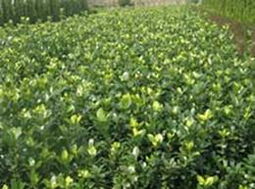 綠化苗木批發(fā) 可靠的綠化苗木廠家貨源 供應(yīng)信息