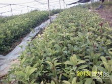 咸寧萬桂桂花苗木種植專業合作社