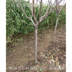 【拉賓斯櫻桃苗種植技術(shù)諾誠苗木中心重慶綦江】- 