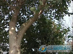 摸索 立體種植 模式 南通海安苗木種植戶 愁種不愁賣