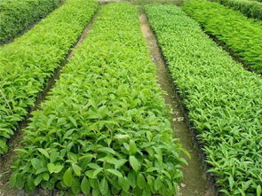 彩葉桂花小苗 好彩苗木服務(wù)好 已認(rèn)證 龍游彩葉桂花