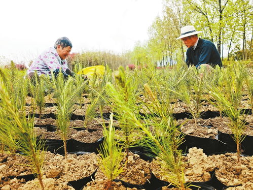 苗 繪鄉(xiāng)村振興新圖景