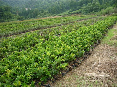 道路綠化苗木 芳青花卉苗 道路綠化苗木品種