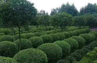 花木資訊 園林綠化資訊 苗木行情 全球苗木網(wǎng)資訊中心