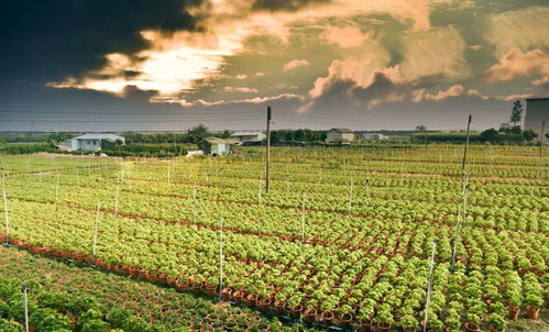 苗木市場(chǎng)發(fā)展將逐漸趨于理性和平穩(wěn),苗圃經(jīng)營(yíng)者應(yīng)有新思維